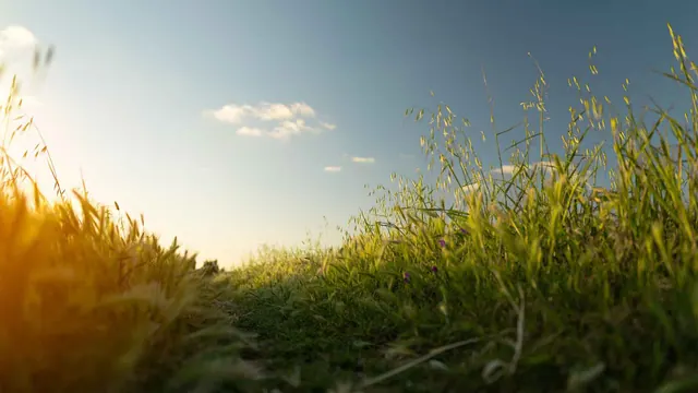 Illustrative photograph of a grassy path lit by low sunlight.