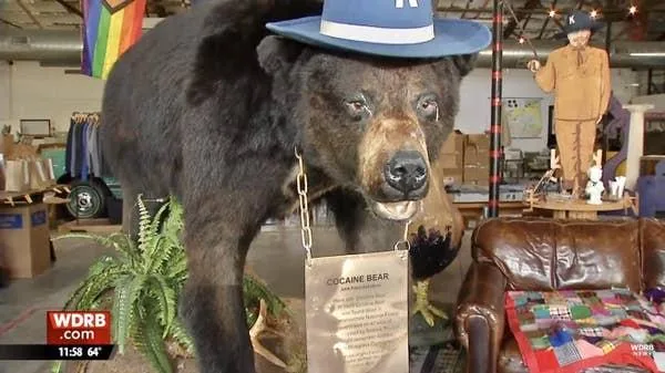 Illustration for “The True Bear Behind Cocaine Bear”
